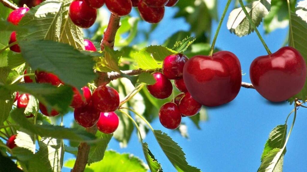 Brouwer Fruits Kersen Verkoop